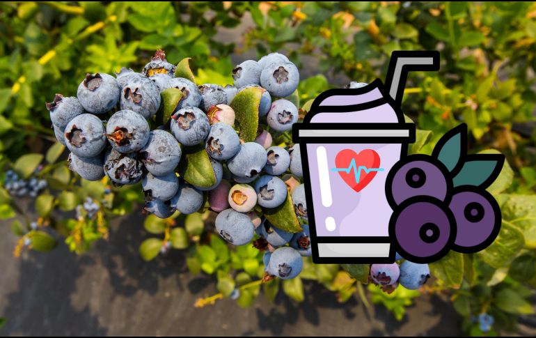 Estas son las enfermedades y malestares que el jugo de arándano mejora. EL INFORMADOR / ARCHIVO