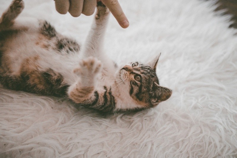 Recuerda cepillar y recoger los pelos de tu mascota además de limpiar su arena (en gatos). ESPECIAL 