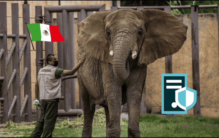 Informan de cambios en el espacio de Ely la elefanta, además de cuidados especiales con un médico principal. SUN/Archivo