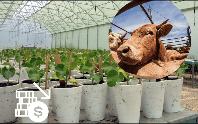 El agroalimentario es el tercer sector exportador más importante de México, sólo después de las manufacturas y la industria automotriz. EL INFORMADOR / ARCHIVO