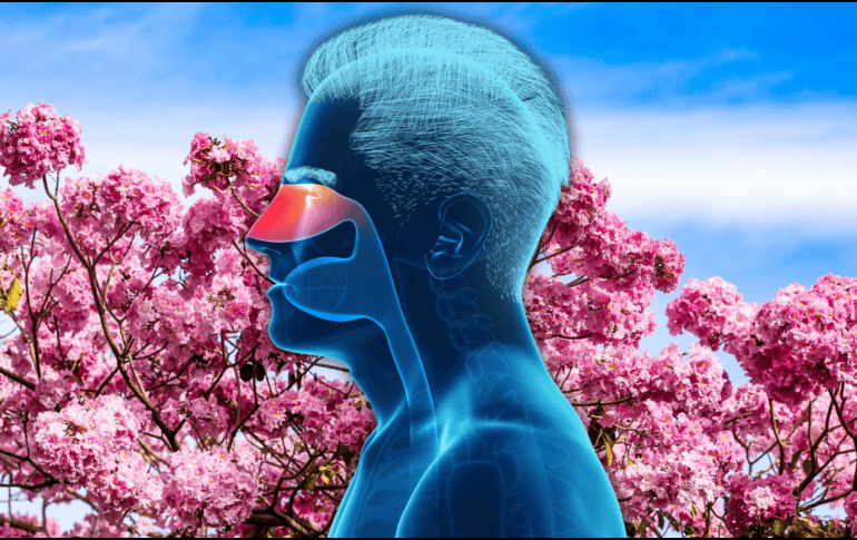 Una de las expresiones más comunes de la alergia en primavera es la rinitis alérgica o fiebre del heno, que se caracteriza por la presencia de estornudos, comezón, prurito óptico y en la garganta, nariz o boca. EL INFORMADOR / ARCHIVO