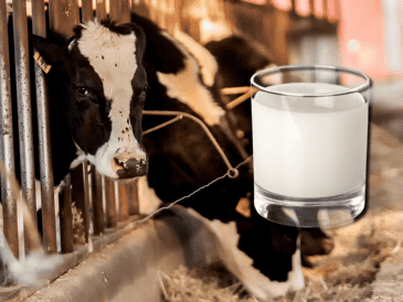 A diferencia de otros mamíferos, el ser humano es la especie que continúa bebiendo leche después de la etapa de lactancia. EL INFORMADOR / ARCHIVO