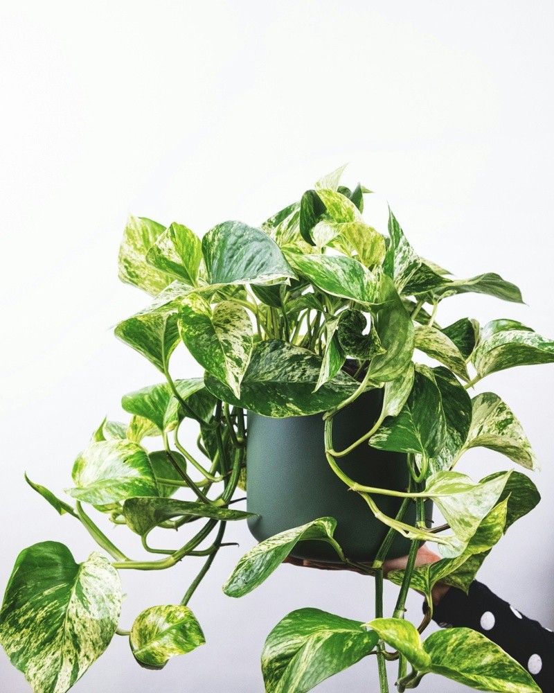 Esta planta resistente, también conocida como pothos, es ideal para principiantes. UNSPLASH/ Feei 