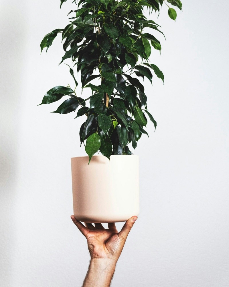 Ideal para espacios amplios, este ficus requiere atención, evitando corrientes de aire y temperaturas bajas. UNSPLASH/ Feey