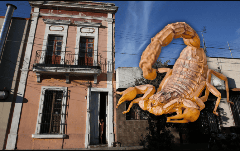 Si, por desgracia, se sufre la picadura de un alacrán es muy importante acudir a los servicios médicos y no usar remedios caseros. EL INFORMADOR / ARCHIVO