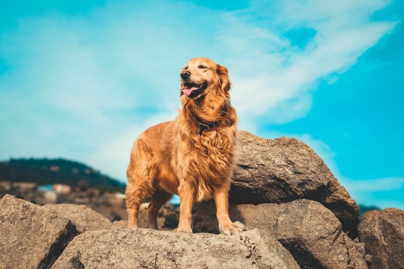 Los perros de raza grande viven menos.  UNSPLASH/ E. Yavuz