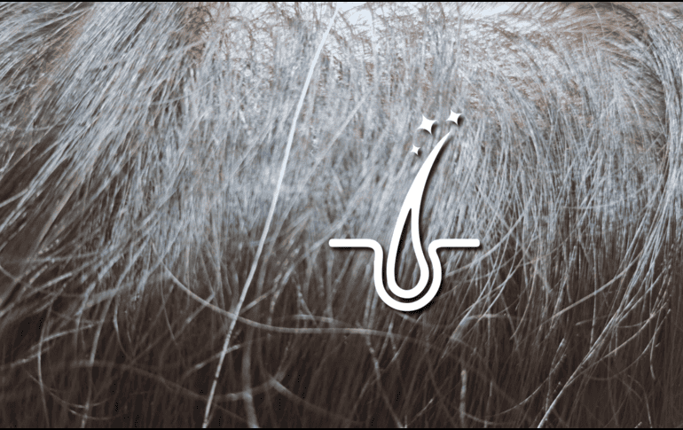 Las canas, desde luego, son más visibles en las personas que tienen el cabello oscuro, pero no por ello son más propensas de tener cabellos blancos. EL INFORMADOR / O. Álvarez