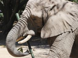 Visita el Zoológico de Guadalajara este lunes 17 de marzo. ESPECIAL / FACEBOOK Zoológico de Guadalajara