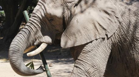 Visita el Zoológico de Guadalajara este lunes 17 de marzo. ESPECIAL / FACEBOOK Zoológico de Guadalajara