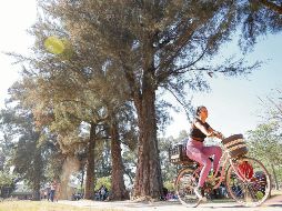 Los 13 parques administrados en la ciudad tienen 77 mil árboles. Y sólo Puerta La Barranca y el Montenegro (en la imagen) se encuentran libres de muérdago. EL INFORMADOR/ H. Figueroa