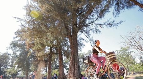 Los 13 parques administrados en la ciudad tienen 77 mil árboles. Y sólo Puerta La Barranca y el Montenegro (en la imagen) se encuentran libres de muérdago. EL INFORMADOR/ H. Figueroa