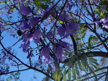 En México, el árbol de jacaranda está considerado como especie exótica. EL INFORMADOR / O. F. López