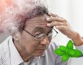 Aunque estos resultados son prometedores, los científicos subrayan la necesidad de realizar más estudios, tanto en modelos animales como en humanos, para confirmar la eficacia del mentol como posible tratamiento para el Alzheimer. CANVA