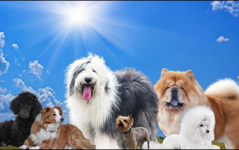 El pelaje de los perros es una especie de aislante que los protege de la radiación solar. ESPECIAL / CANVA
