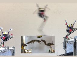 En 30 pruebas, el robot saltó y aterrizó con éxito 25 veces y sólo cayó 5. EFE / J. Yim. Imagen facilitada por la Universidad de California-Berkeley.