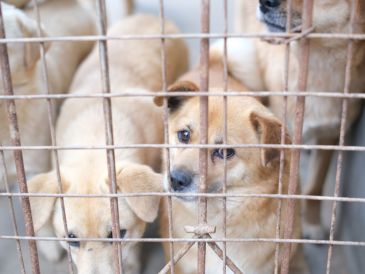 También se aprovechó para recordar que en la Ciudad de México ya existe la Ley de Protección a los Animales que busca proteger los cinco dominios del bienestar animal. CANVA/ ESPECIAL