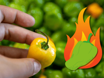 El chile habanero es uno de los más populares en México. NTX / ARCHIVO