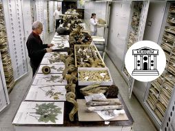 La colección constituye un recurso vital, al que acceden millones de visitantes e investigadores que exploran diversos temas. Smithsonian Institution / National Collections
