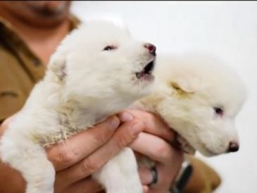 Dan vida a especie extinta hace casi 13 mil años. ESPECIAL / X / Colossal Biosciences