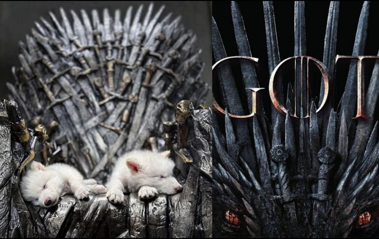 Colossal ha trabajado también en la clonación de lobos rojos (considerados los más amenazados del planeta) a partir de sangre obtenida de ejemplares silvestres del sureste de Estados Unidos. ESPECIAL/Colossal Biosciences