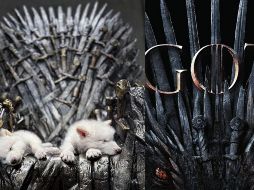 Colossal ha trabajado también en la clonación de lobos rojos (considerados los más amenazados del planeta) a partir de sangre obtenida de ejemplares silvestres del sureste de Estados Unidos. ESPECIAL/Colossal Biosciences