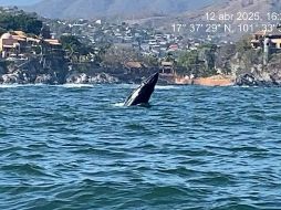 En Guerrero avistaron una ballena jorobada adulta y un ballenato. ESPECIAL / SUN