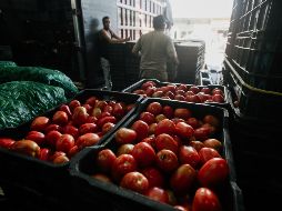 En México estados como Sinaloa, San Luis Potosí, Jalisco, Michoacán y Baja California Sur son los más importantes en la producción de jitomate tanto para el mercado nacional como de exportación. EL INFORMADOR/ ARCHIVO.