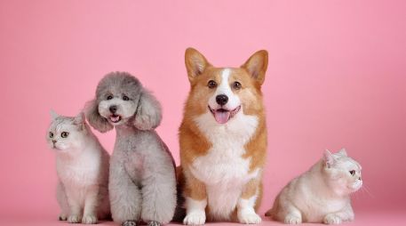 Algunas veces es complicado viajar sabiendo que dejamos a uno de nuestros amigos más leales en casa. Pixabay