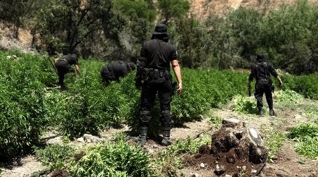 En total, participaron 100 elementos estatales en las labores de aseguramiento y eliminación de los plantíos.CORTESÍA