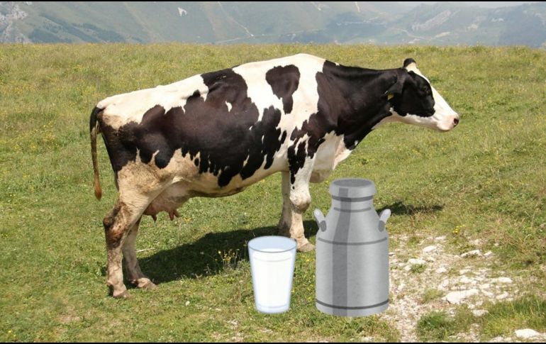 La leche bronca y la pasteurizada tienen muchas diferencias. UNSPLASH / S. COHEN