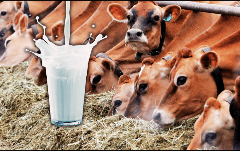 Tomar leche en exceso podría traer problemas como el acné o el riesgo de ciertos cálculos renales. AP / ARCHIVO