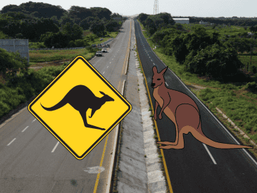 El marsupial fue neutralizado por su dueño y se encuentra bien de salud. SUN/ARCHIVO