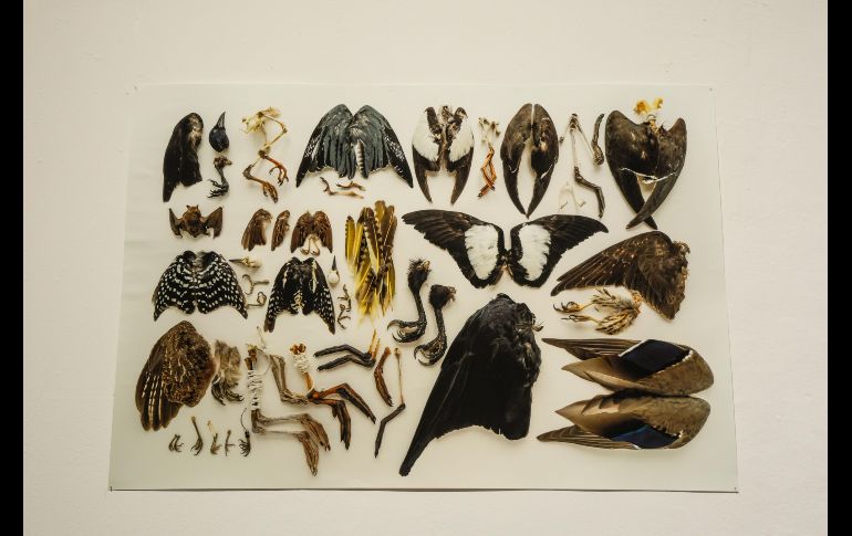 El Museo Cabañas inaugura la exposición 'Habitar el Norte (Kanata / Canadá)' como parte de las actividades del Festival Cultural de Mayo (FCM) 2025, una muestra que reúne el trabajo de diez artistas contemporáneos originarios de Canadá. EL INFORMADOR / A. Navarro