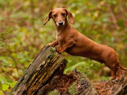 La dueña contó que su mascota se acercó sin dudarlo cuando se volvieron a reunir en Isla Canguro, frente a la costa del estado de Australia Meridional, por primera vez desde noviembre de 2023. ESPECIAL / CANVA