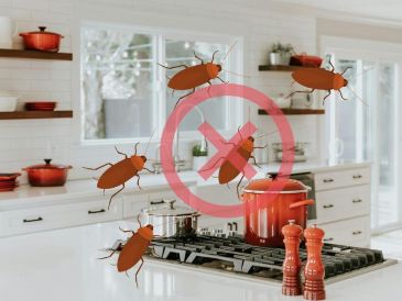 La fruta clave para sacarlas de tu cocina. UNSPLASH / B. TAPERT