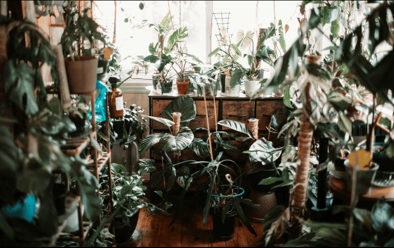 Cultivar un pequeño ecosistema doméstico invita a la reflexión sobre el ritmo de la vida y la importancia de la paciencia. Unsplash.