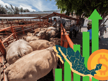 El sector agropecuario fue el más dinámico, pues presentó un crecimiento de 7.8 % en estos meses respecto al mismo periodo inmediato anterior. EL INFORMADOR / ARCHIVO