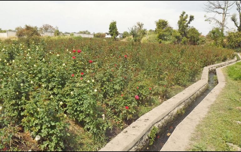 Además del arroz, Morelos es famoso por la calidad de sus flores. CORTESÍA/ Fernando • A. Mata Labrada