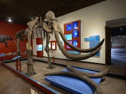 Jalisco tiene todavía restos del transcurso de los siglos aguardados a ser descubiertos muy profundo bajo las entrañas de la tierra. ESPECIAL / MUSEO REGIONAL