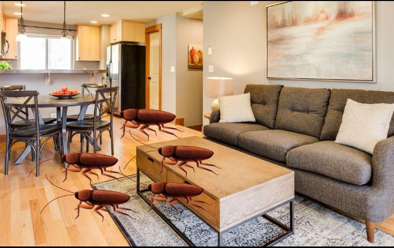 Es necesario saber que las cucarachas buscan lugares oscuros, cálidos y con fácil acceso a comida y agua. UNSPLASH / F. TOSOLINI