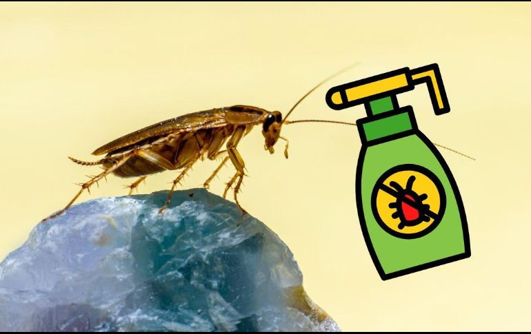 Generalmente se usa un agente químico para combatir las plagas de cucarachas. UNSPLASH / E. Karits