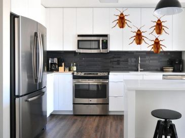 Estos son los sitios más comunes donde se forman nidos de cucarachas en casa. UNSPLASH / N. Hébert