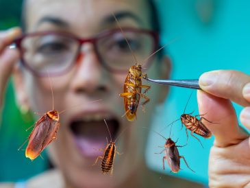 El miedo a las cucarachas es una de las fobias más comunes, y que afecta a personas de todas las edades. ESPECIAL / CANVA