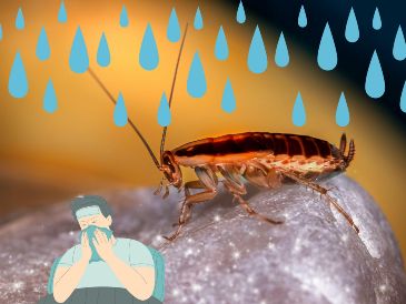 Estas son algunas enfermedades que pueden transmitir o provocar, según Chat GPT. UNSPLASH / E. Karits