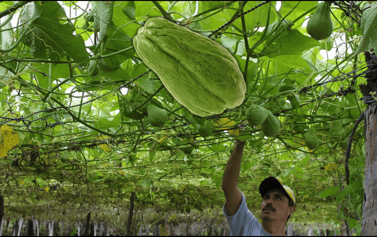 Los cocineros que retiran la piel del chayote lo hacen porque permite una mejor digestión. EL INFORMADOR / ARCHIVO