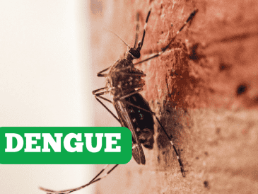 Estas son las colonias del Área Metropolitana de Guadalajara en donde más casos de dengue se han registrado en el 2025.