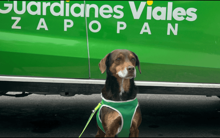 Uno de los Guardianes decidió adoptarlo comprometiéndose con su cuidado y bienestar. CORTESÍA.