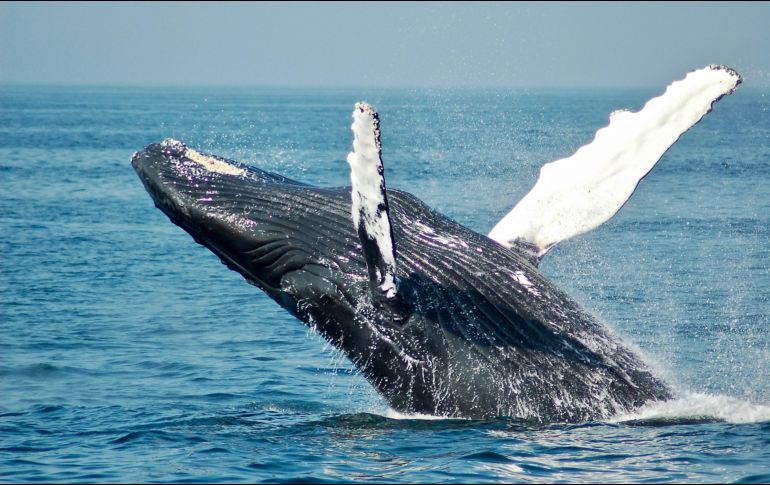 Personal de la Secretaría de Marina se trasladó al sitio para remolcar el cuerpo de la ballena hacia la playa para llevarlo a un punto cercano a la zona de muelles. Unsplash