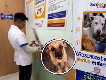 Esta acción llega en un momento clave, cuando 70 % de los 23 millones de perros en México vive en la calle.  INSTAGRAM/simipetcare