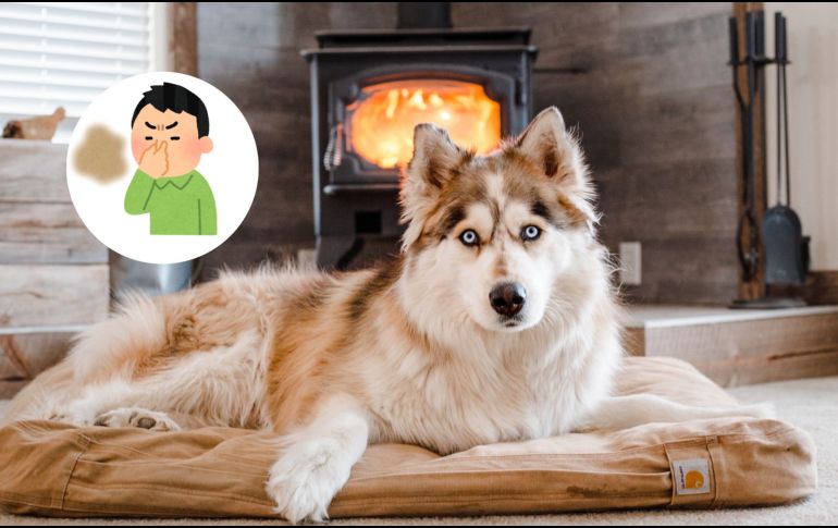 Te recomendamos no utilizar lejía ni amoníaco debido a que estos productos incitan a los perros a hacer sus necesidades en el mismo sitio. CANVA